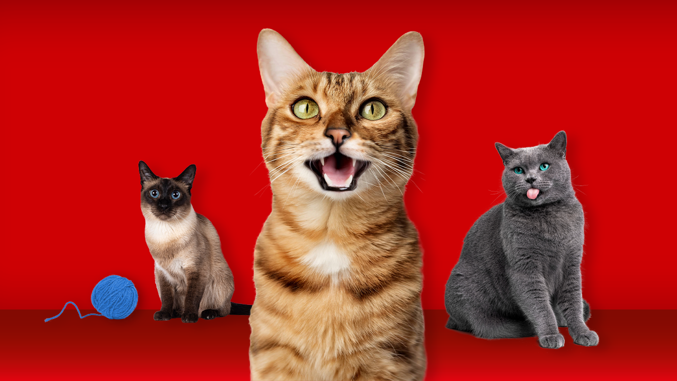 drei Katzen vor rotem Hintergrund
