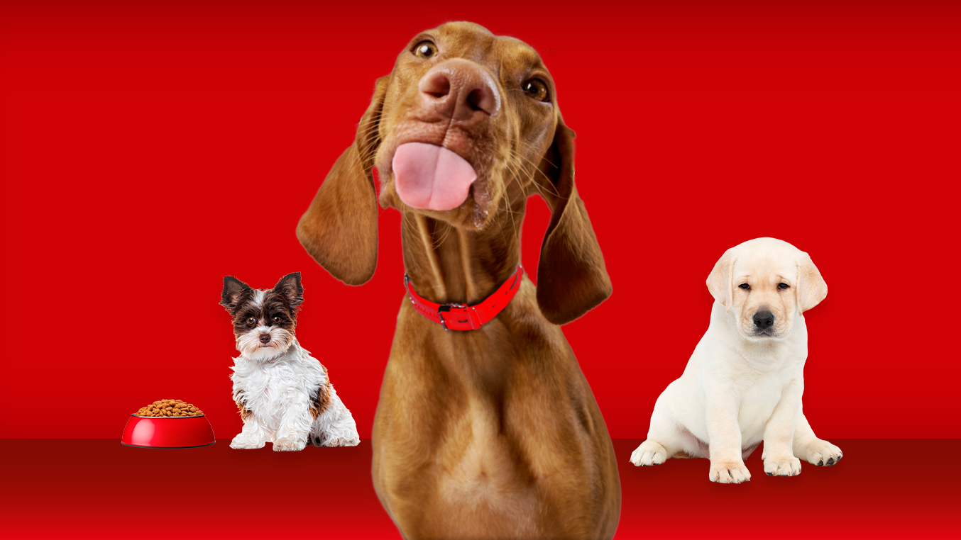Drei Hunde vor rotem Hintergrund